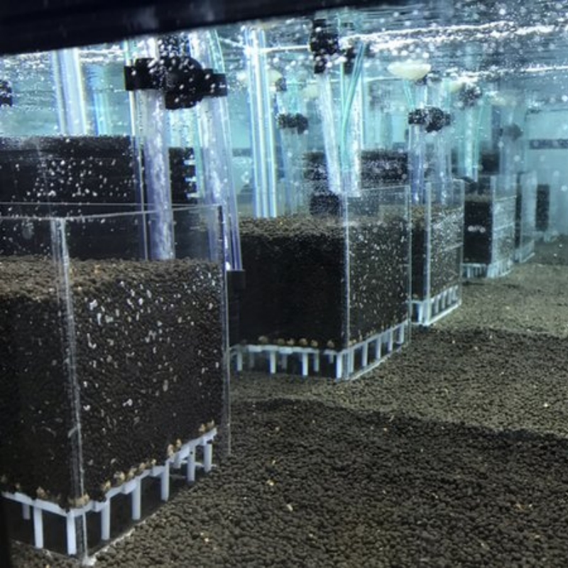 Transparent Acrylic Shrimp Fis - Marine Aquarium Overflow Box ulasan dan harga