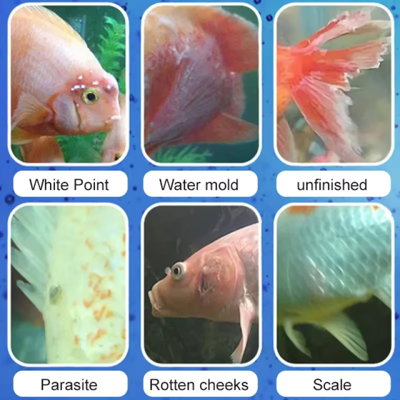 SIKEZHAN Fish Disease Treatmen - Marine Aquarium Bacteria ulasan dan harga